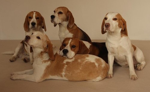 (c) New-impressions-beagle.de
