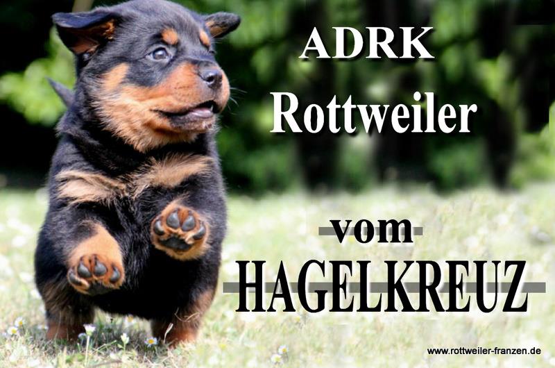 (c) Rottweiler-franzen.de