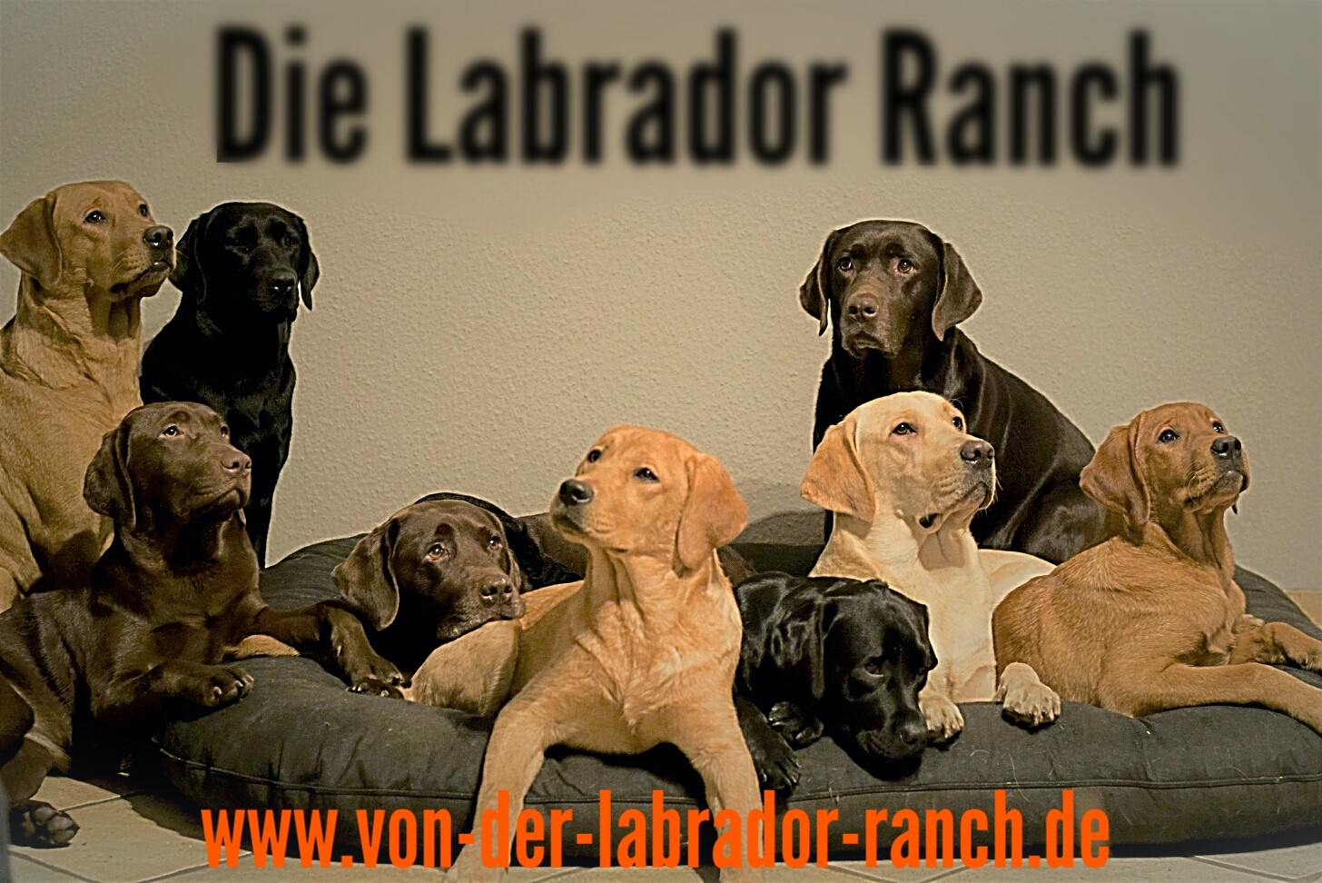 (c) Von-der-labrador-ranch.de