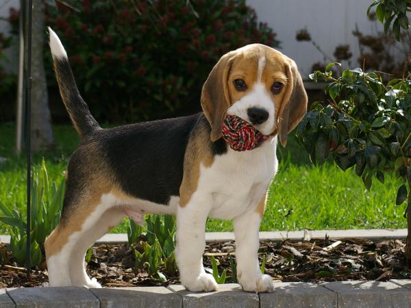(c) Plum-beagles.de