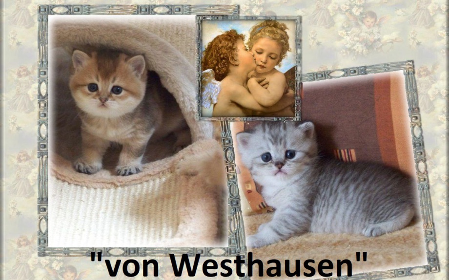 (c) Von-westhausen.de
