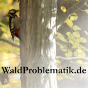 (c) Waldproblematik.de