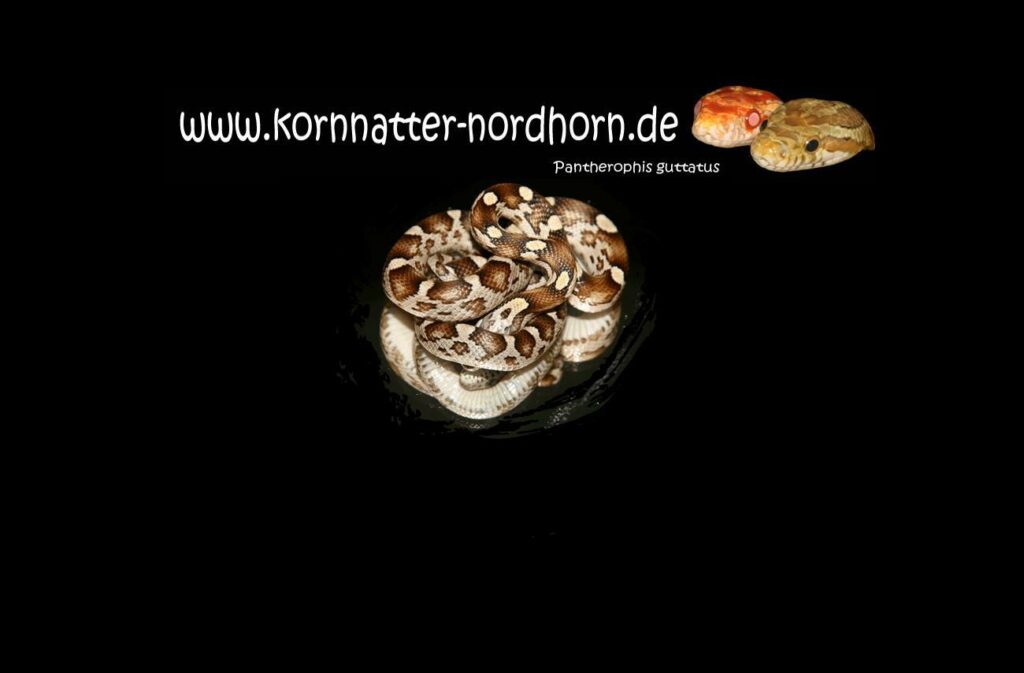 (c) Kornnatter-nordhorn.de