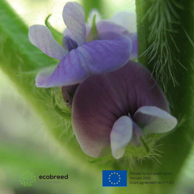 (c) Ecobreed.eu