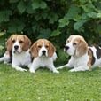 (c) Unsere-beagles.ch